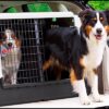 dog carrier