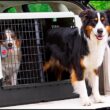 dog carrier