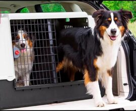 dog carrier
