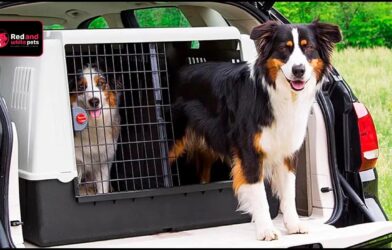 dog carrier