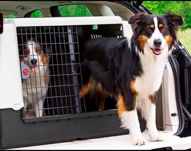 dog carrier